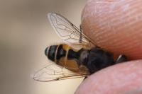 Eristalis arbustorum