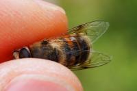 Eristalis tenax