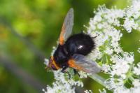 Tachina grossa