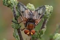 Ectophasia crassipennis