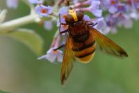 Volucella zonaria