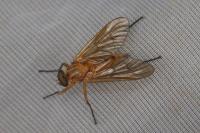 Rhagio tringarius