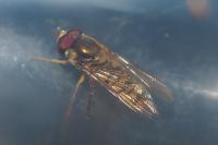 Episyrphus balteatus