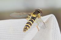 Sphaerophoria
