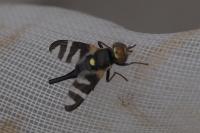 Urophora