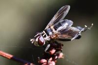 Trichopoda pictipennis