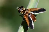 Trichopoda pictipennis