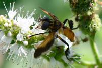 Trichopoda pictipennis