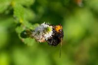 Tachina grossa