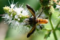 Trichopoda pictipennis