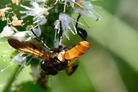 Trichopoda pictipennis