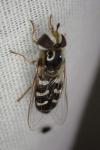 Scaeva pyrastri