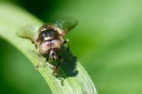 Eristalinus aeneus