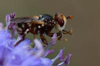 Myopa fasciata