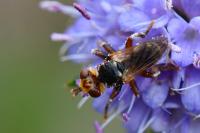 Myopa fasciata