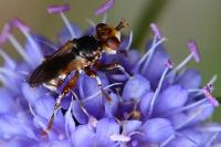 Myopa fasciata