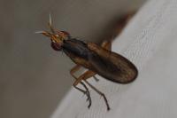 Limnia unguicornis