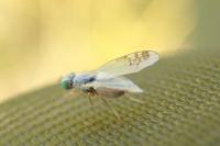 Acanthiophilus helianthi