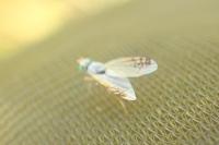 Acanthiophilus helianthi
