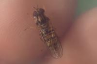 Episyrphus balteatus