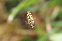 Episyrphus balteatus