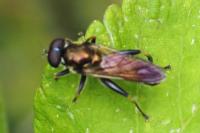 Xylota segnis