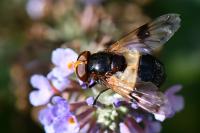 Volucella pellucens