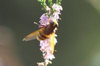 Volucella zonaria