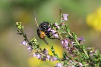 Tachina grossa
