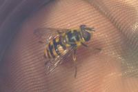 Myathropa florea