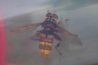 Milesia crabroniformis
