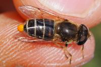 Eristalis nemorum