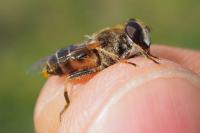 Eristalis nemorum