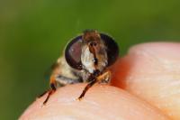 Eristalis nemorum