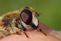Eristalis nemorum