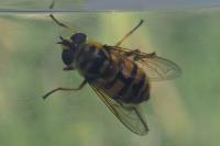 Myathropa florea