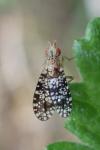 Trypetoptera punctulata