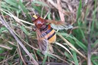 Volucella zonaria