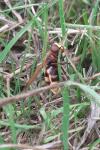 Volucella zonaria