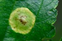Dasineura pustulans
