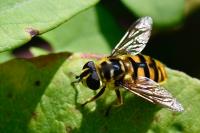 Myathropa florea