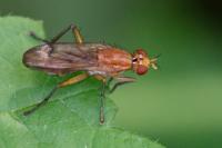 Tetanocera ferruginea