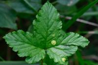 Dasineura pustulans