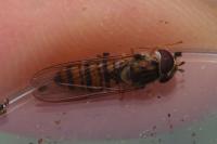 Episyrphus balteatus