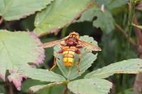 Milesia crabroniformis