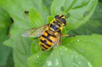 Myathropa florea