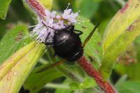 Tachina grossa