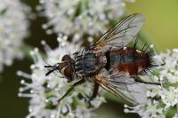 Peleteria rubescens