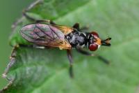 Thecophora atra