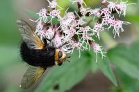Tachina grossa